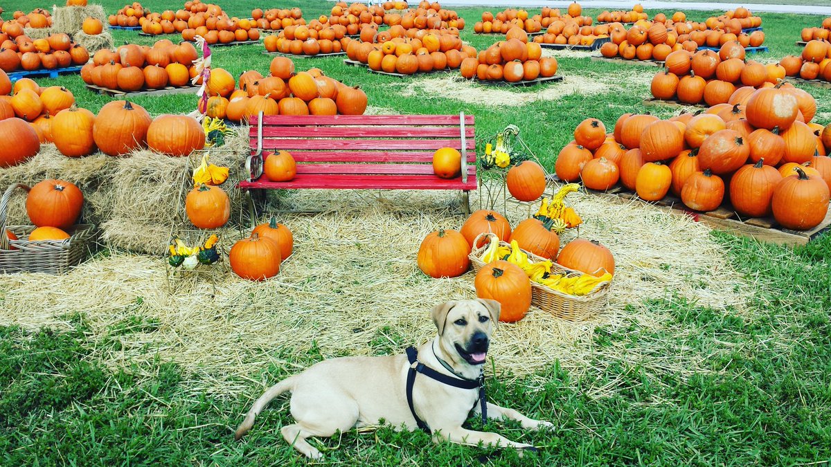 Rangey_Dog's tweet photo. Happy Turkey Day!! I am thankful for my family, friends, and all of you! Enjoy all the food 🍗🍗🍗🌽🌽🌽#happyturkeyday #thankfulforyou #fooooood https://t.co/GfFvvWFbPp