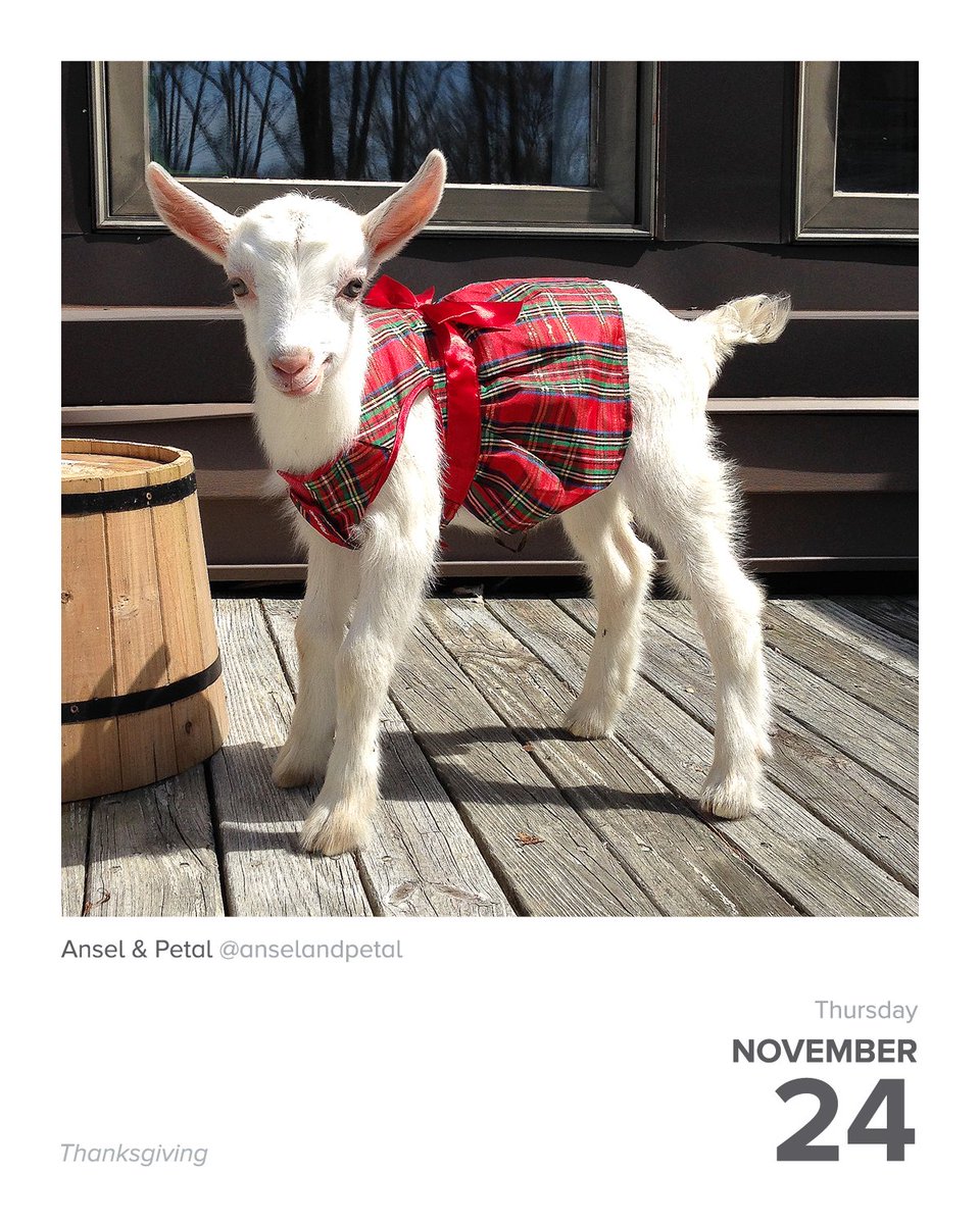 instagram's tweet image. #DailyFluff
instagram.com/anselandpetal 🐾