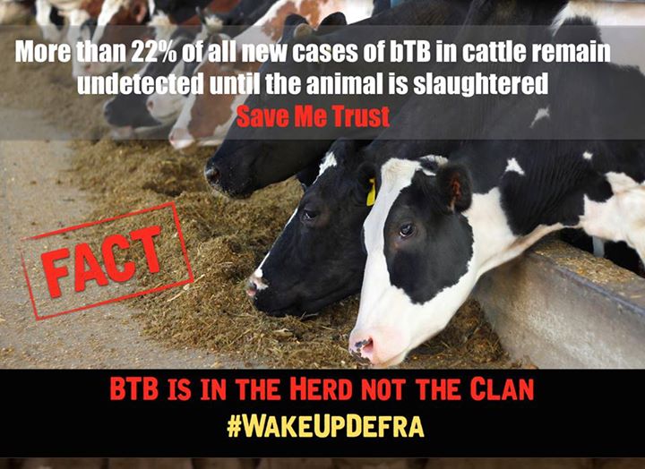 NigelPalmer42's tweet photo. FACT: More than 22% of all new cases of bTB in cattle remain undetected until the animal is slaughtered #WakeupDefra #bTBitsintheherd https://t.co/2pn0jhrVzD