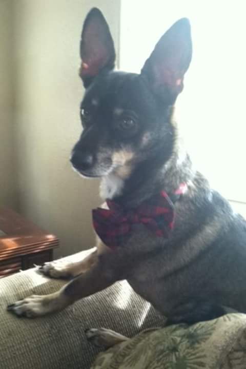 JSteelz75's tweet photo. @vperitz #dapper #ready4theholidays https://t.co/lBNWD5pnkl