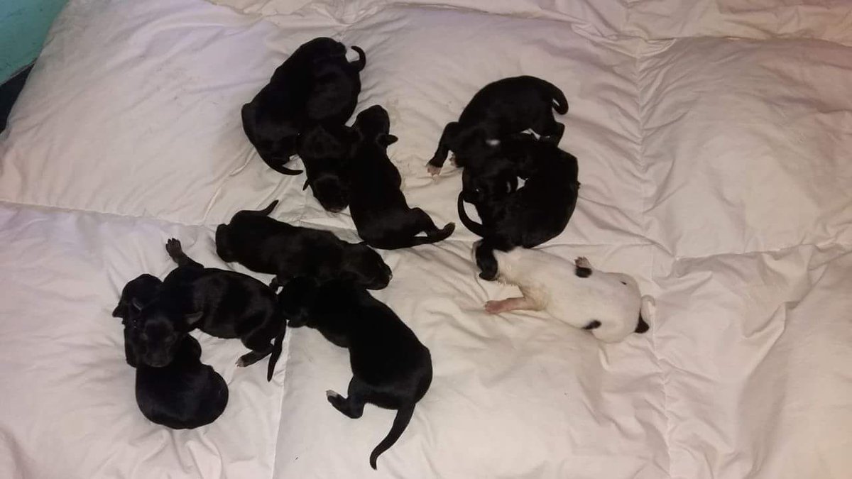 UnoTalca's tweet photo. AYUUUUDAAAAA!!! 10 perritos recién nacido necesitan nodriza!!!! https://t.co/YC48hNxPG6