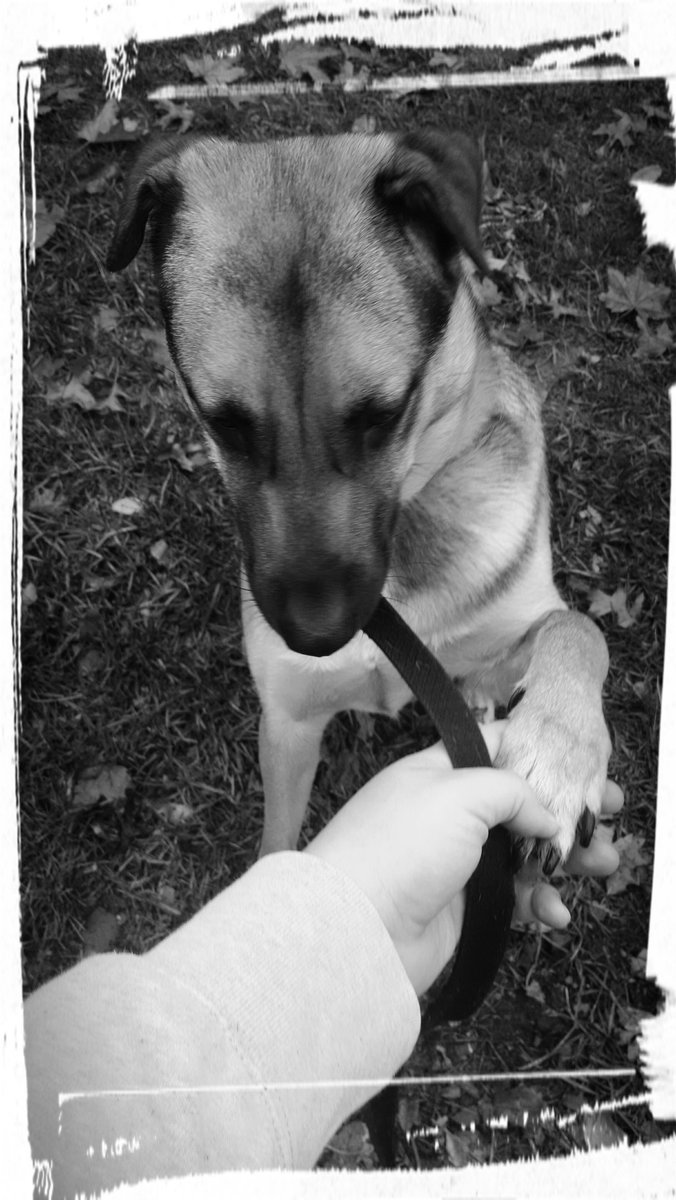 pdchambers85's tweet photo. So much for which to be thankful. #myfurson #withtheChambers https://t.co/R7oA0cvDOc