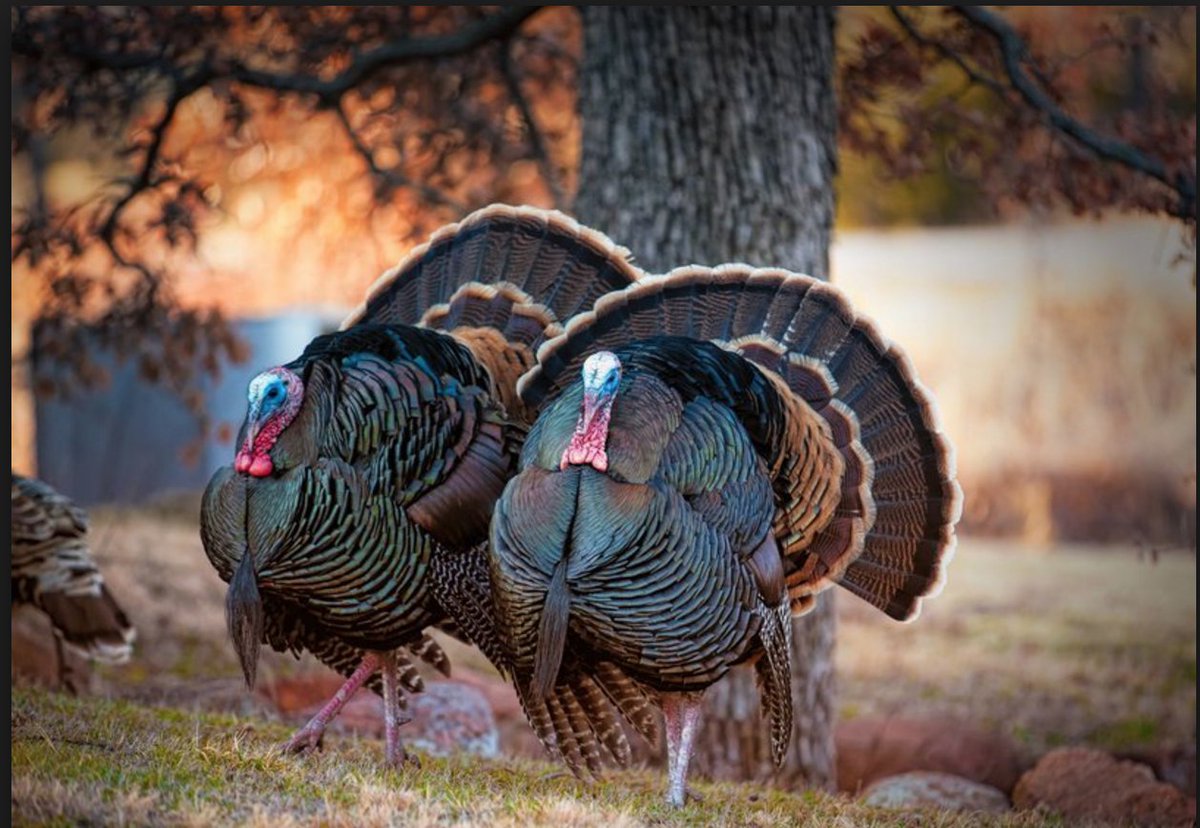 birnetwork's tweet photo. Channeling Innovation from the first Thanksgiving
https://t.co/2gupIBTS1F https://t.co/ChdTSQFtqT