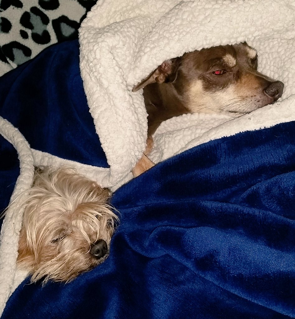 DDIPortales's tweet photo. The boys are ready to watch the parade #tdaycbs https://t.co/sklRAbdUW6