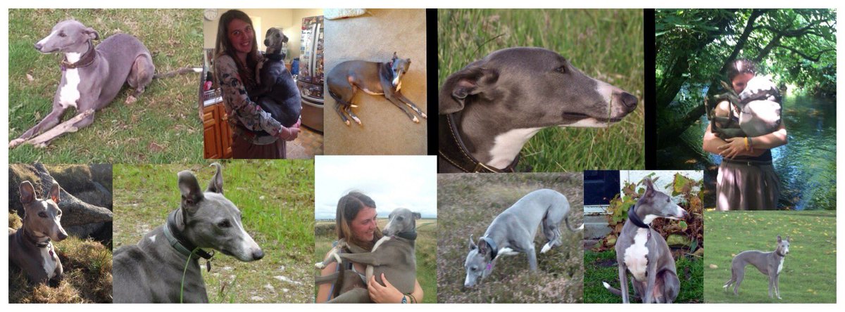 💔 Please RT #MissingTwoYears #FindTopesy #MissingDog #Tresarrett #Blisland #Cornwall 24.11.14 #scanme <a href="/FindTopesy/">Find Topesy</a> 💔