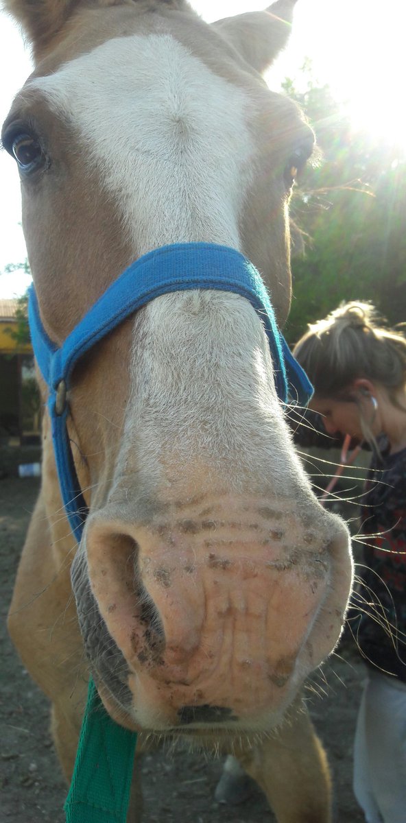 RescatistasSur's tweet photo. VAMOS VALENTÍN, VOS PODES! 🐴❤ https://t.co/X0TZYC4WP1