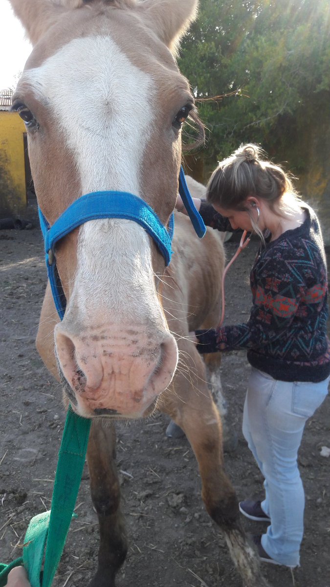 RescatistasSur's tweet photo. VAMOS VALENTÍN, VOS PODES! 🐴❤ https://t.co/X0TZYC4WP1