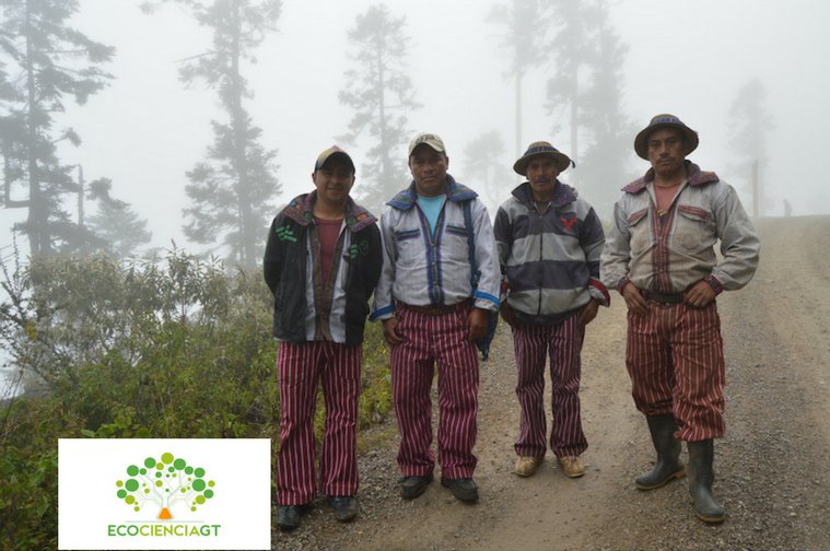 EcocienciaGT's tweet photo. #CambioClimatico afecta #Pinabetes en #Guatemala pero comunidad cuida área natural https://t.co/kqB5rd21SD @EcoLogicDevFund @cgiarclimate_LA https://t.co/0U5Jw3OaZx
