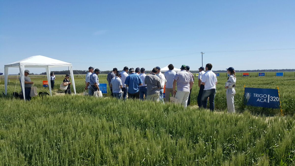 ACAcoop's tweet photo. Los #TrigosACA dicen presente en la muestra a campo de la #CATA en Tres Arroyos #Trigo2016 @cagraria https://t.co/RkNQbcS2m6