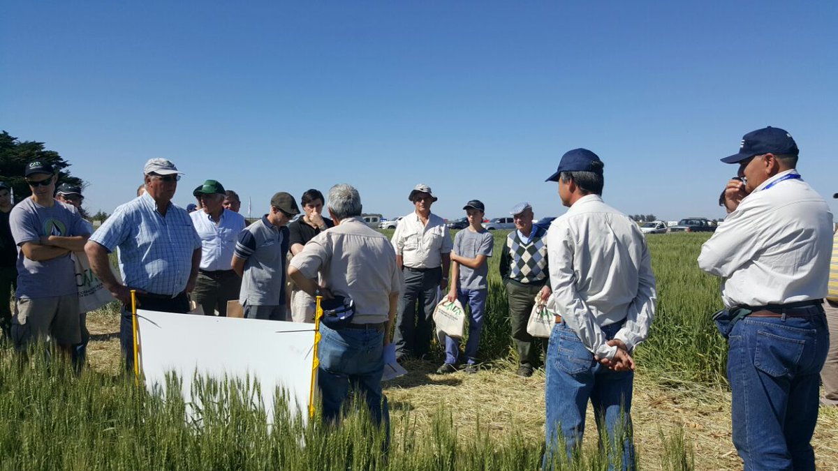 ACAcoop's tweet photo. Los #TrigosACA dicen presente en la muestra a campo de la #CATA en Tres Arroyos #Trigo2016 @cagraria https://t.co/RkNQbcS2m6