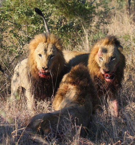 wildfact's tweet photo. https://t.co/IJPs5Xny55
Read incredible story of Mapogos Lion coalition.
#Nature #Animals #Lion #Mapogos #wildanimals #wildlife #SabiSands https://t.co/kl23ovXp9H