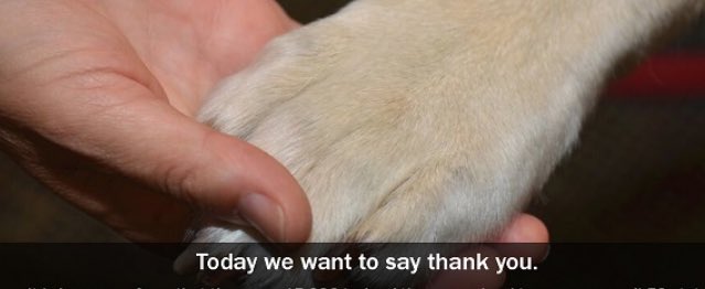 PawsMoment's tweet photo. Today. #happythanksgiving https://t.co/XgpJl0PIsm
