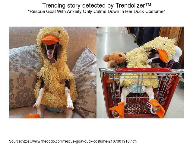 Animalolizer's tweet image. Rescue Goat With Anxiety Only #CalmsDown In Her Duck Costume animals.trendolizer.com/2016/11/rescue…