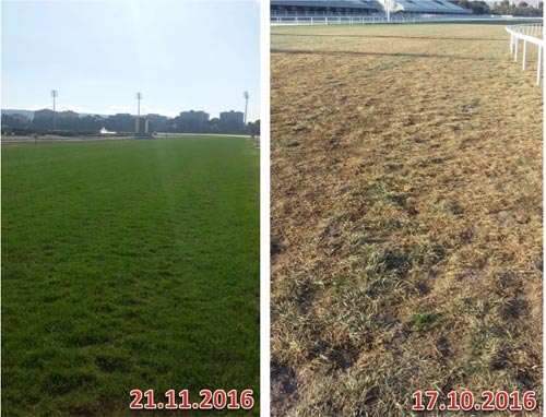 İzmir Çim pisti mantar hastalığından kurtuldu 

tjk.org/TR/YarisSever/…