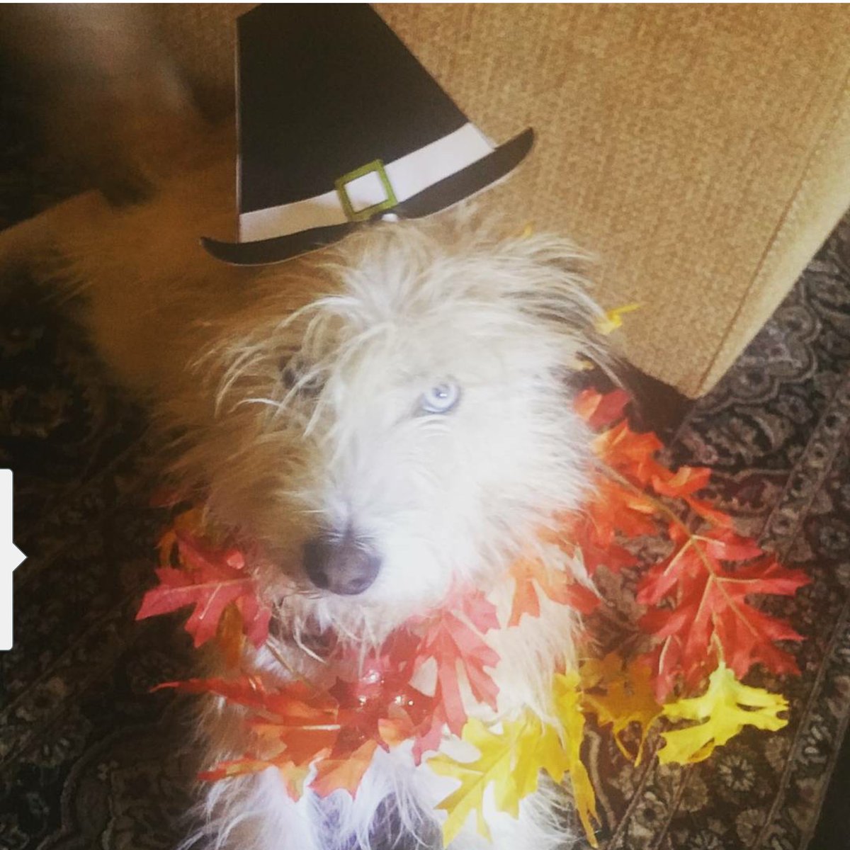 warasiseman52's tweet photo. Happy Thanksgiving from Cookie &amp; all the kiddos at Grace Cottage watching the parade.  #MacysParade #DogThanking https://t.co/CJ8HFXDjFc