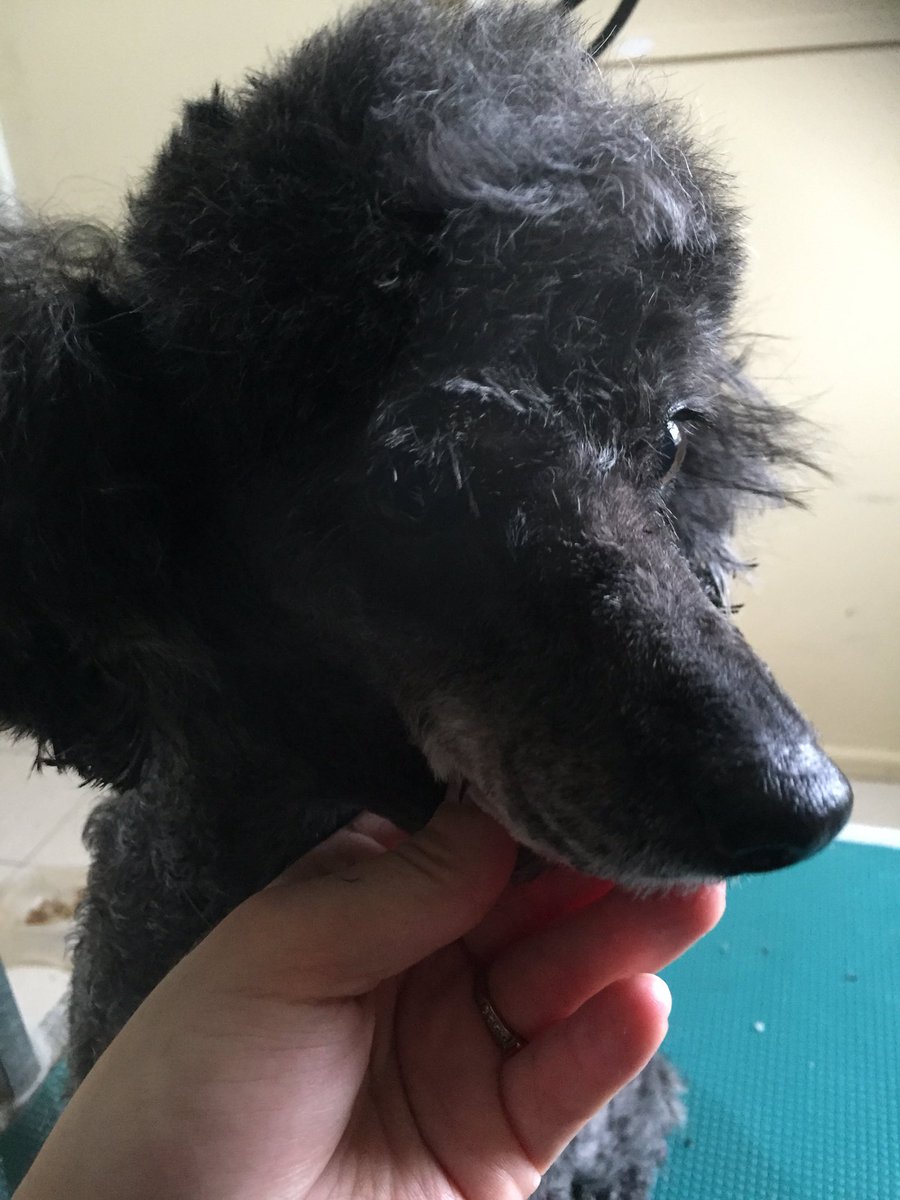 dainty dog grooming salon