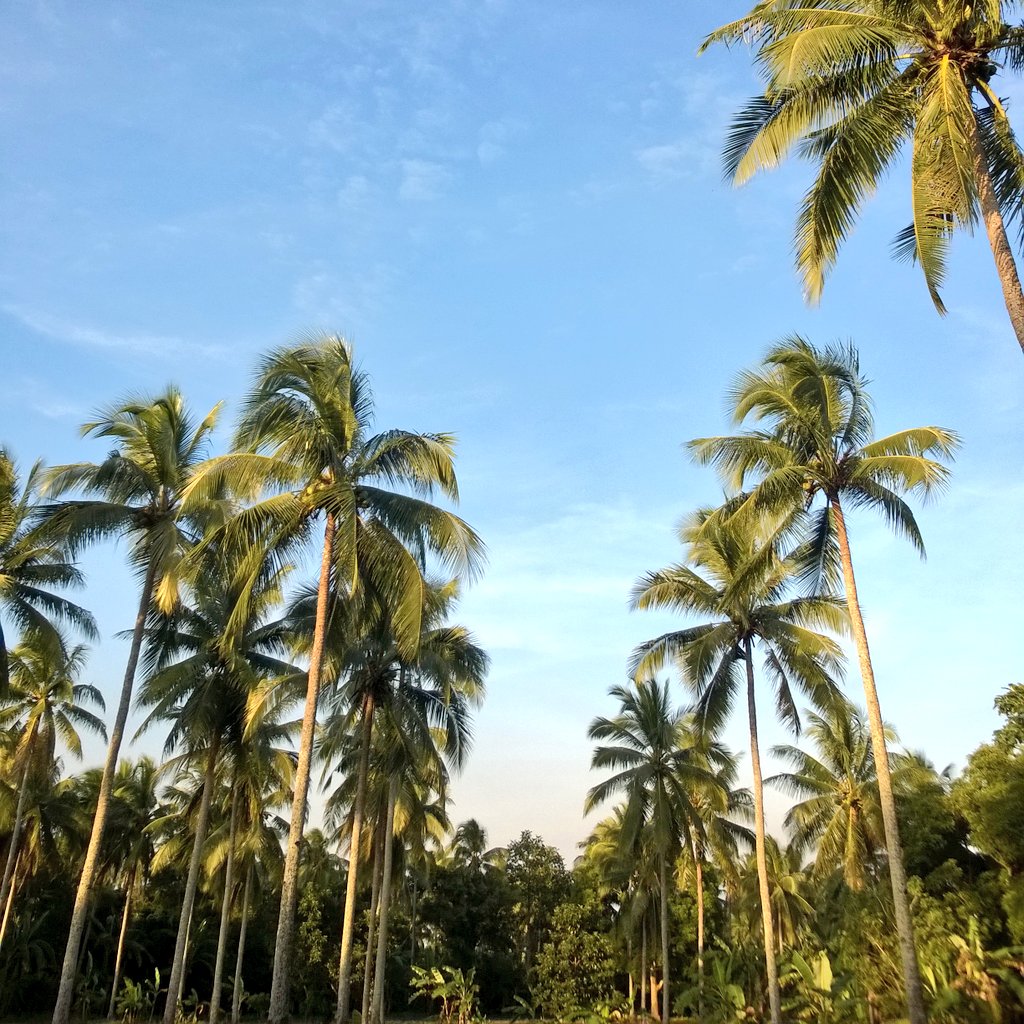 ronshertipay's tweet image. &apos;Til next time, Baliwag. We will surely miss this place 😭
.
.
#CommunityImmersion #Baliwag #Trees #Sky 
*Insert @zadrienneg @_mooiiimooiii ✌
