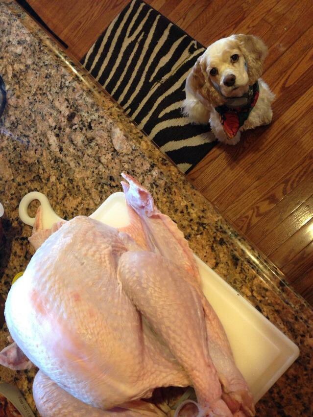 HeatherMiGray's tweet photo. Happy 🦃 Day! #TdayCBS https://t.co/IN6mh4J3UV
