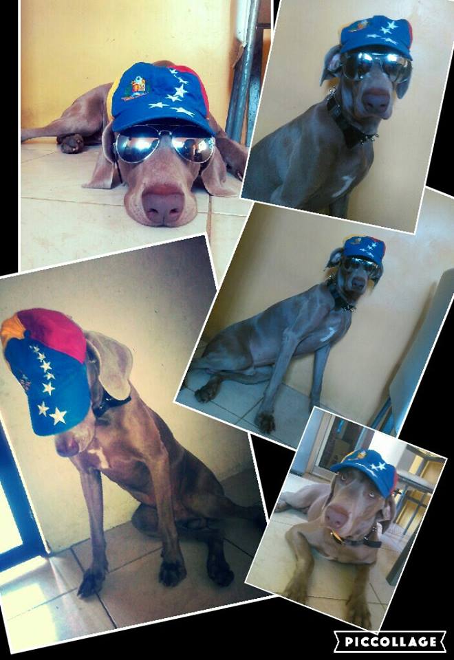 RoyMongua's tweet photo. @MiMimascotaperu Deseo ser Un gran Modelo de Revista desde Venezuela Roy https://t.co/gtZmFNHdjm