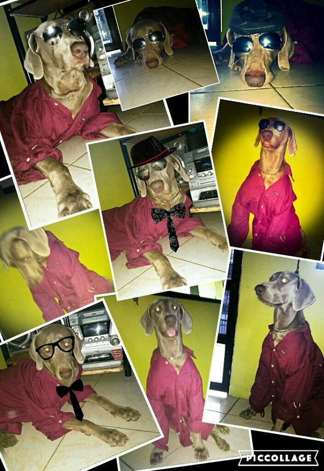 RoyMongua's tweet photo. @mascotasyotros Deseo ser Un gran Modelo de Revista desde Venezuela Roy https://t.co/T5r5Qm1MlD