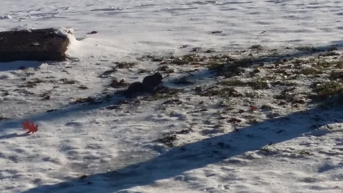 mac16nutcracker's tweet photo. Look who is over there, eating in the snow!! #ENVB222 https://t.co/uMm6AS3uHe