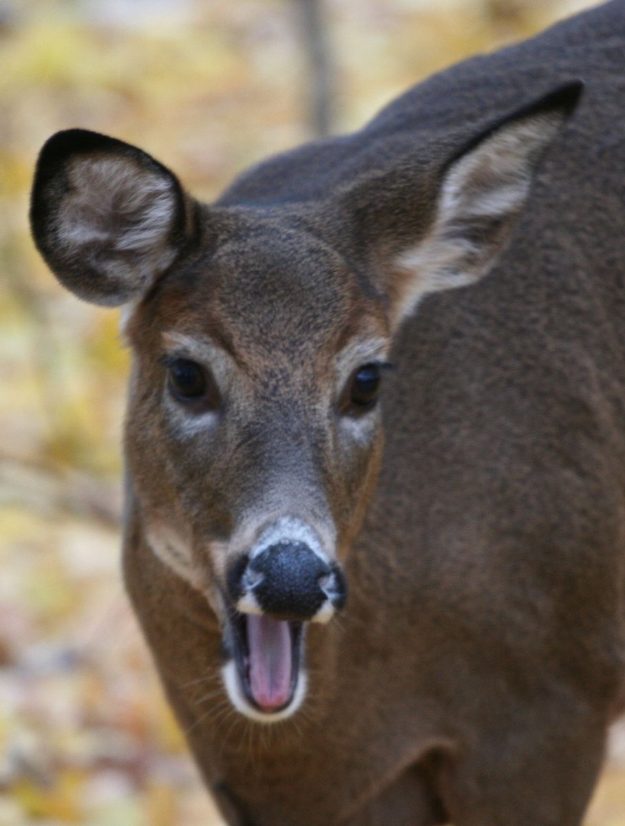 JohnAtTheNews's tweet photo. The @utmdeer snack on fallen leaves near Principal's Rd. yesterday afternoon. They're ready for closeups. #mississauga https://t.co/SKbjIepBmX