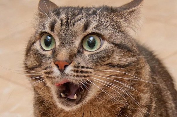 95% владельцев кошек признают, что говорят с кошками. Ретвит, если ты тоже разговариваешь с котом!