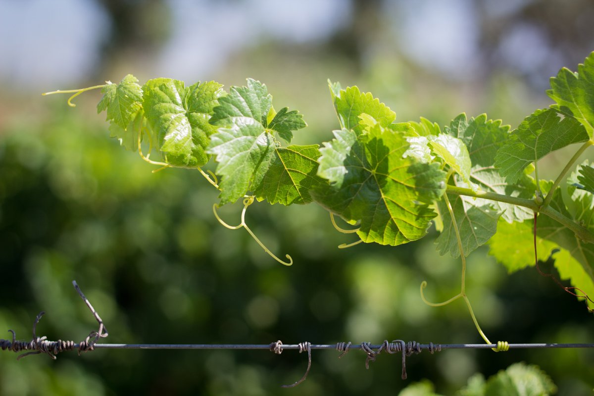 BioWineClub's tweet photo. We are delighted to present our new branding. Globalwineportal is now @BioWineClub . We are now 100% #organicwine #veganwine #biodynamicwine https://t.co/kao6A2fszF