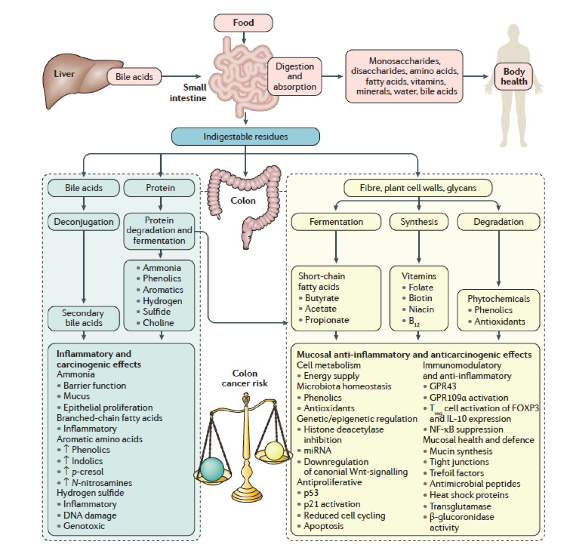 ProfWhelan's tweet photo. Food affects colon cancer risk via #microbiome, including #fibre &amp; #butyrate, RV by Stephen O'Keefe @NatRevGastroHep https://t.co/9VAGs2nJV2 https://t.co/0b6yfs3MjK
