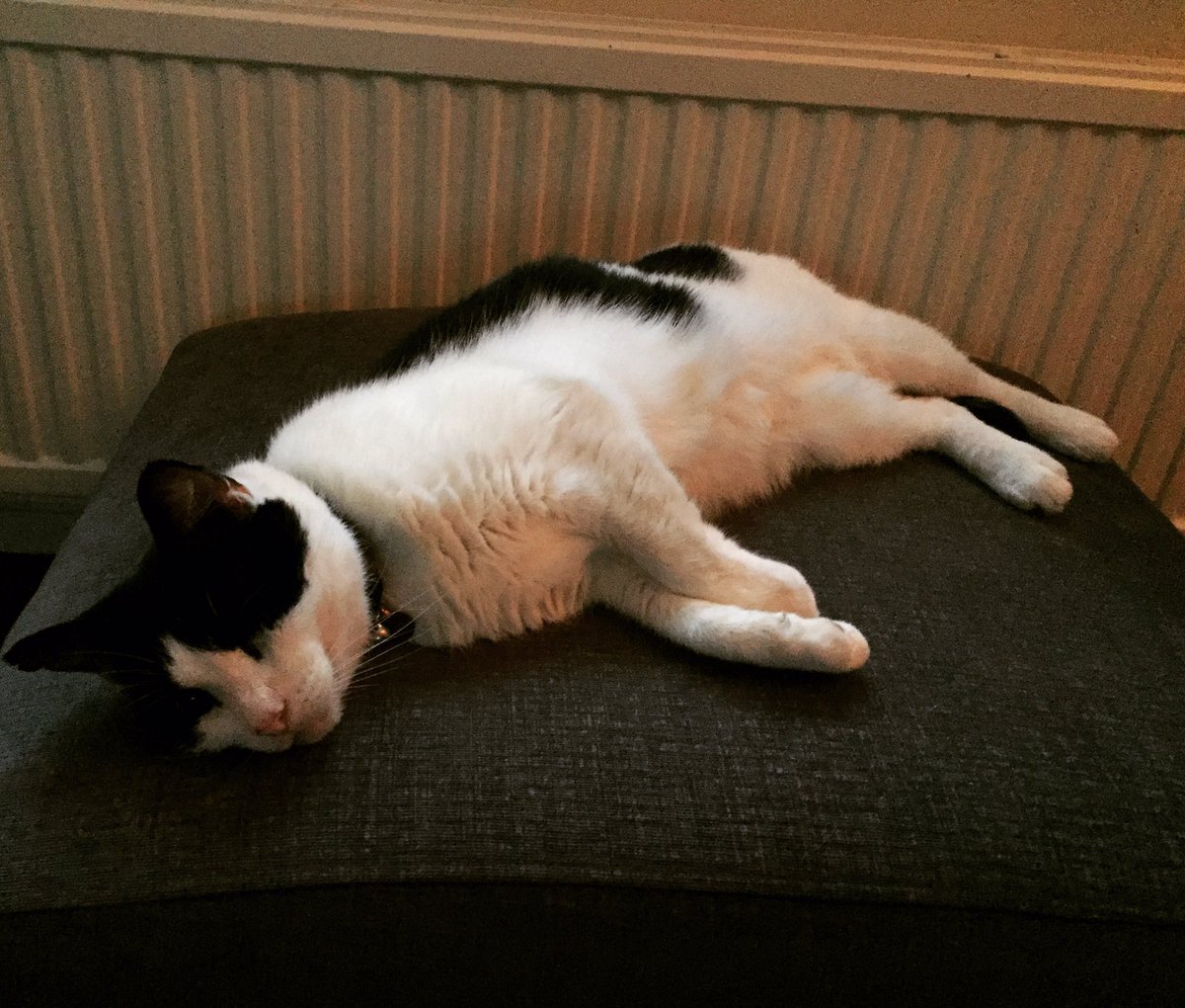 oneeyedjaki's tweet photo. It's too cold outside so I'm warming my buns on the radiator!
#HotCheeks #CatsOfTwitter #cozy #sleepycat https://t.co/ETgck0SKbo