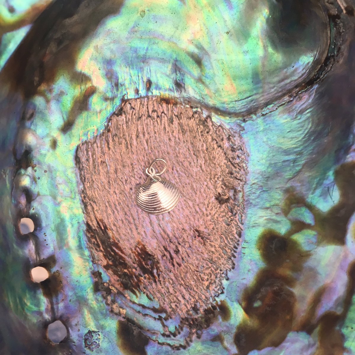 SilverMine_'s tweet photo. Silver clam shell pendant ft. Paua shell 🐚 https://t.co/spmaEzZaHA https://t.co/sg0m42hCvj