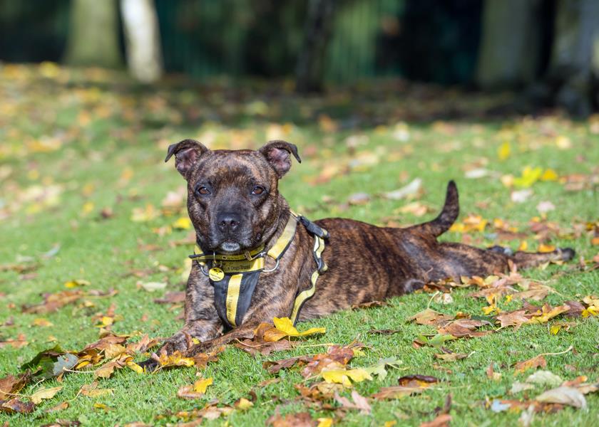 DT_Merseyside's tweet photo. Look at this laid back lovely! Romany is the friendliest #staffy who loves to play #poser #getaloadofme
https://t.co/8PiYcL7k2D https://t.co/JlM5VUkPZO