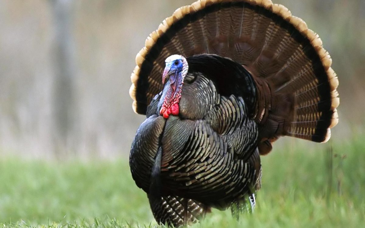 franceintheus's tweet photo. #DidYouKnow a turkey is called dinde in French? Short for coq d’Inde (rooster of India) from the past confusion btwn India &amp; the New World. https://t.co/T9pp7Mtm4o