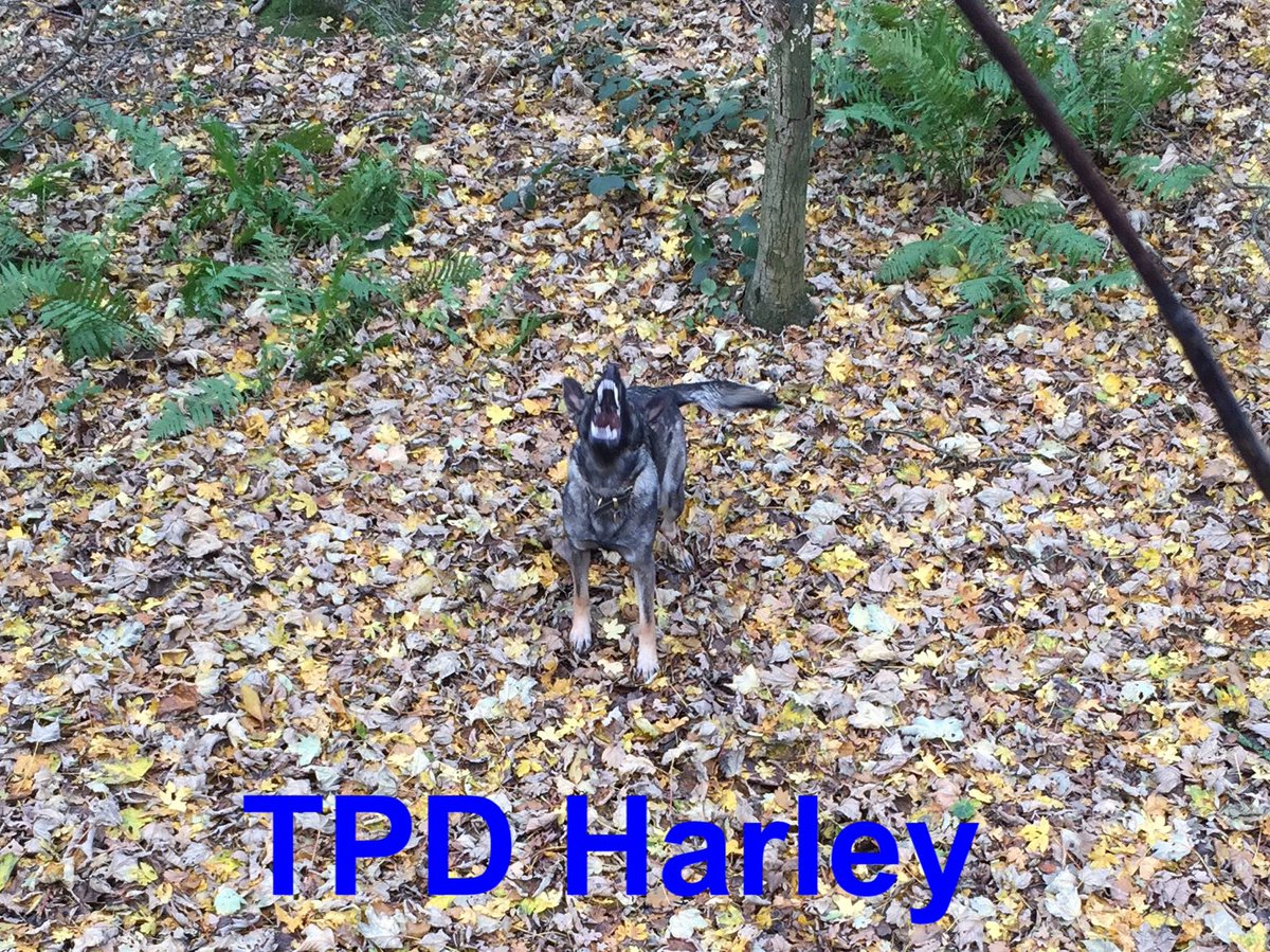 NSPoliceDogs's tweet photo. Following on from the #ViewFromTheOffice, I didn't stay hidden from PD Rhino & TPD's Harley & Neeko for long!! #GpInitial #68 https://t.co/8SzR5rX3Jp