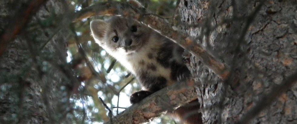 Check out our #GiveBackFriday recipient Friends of Kananaskis Country #patagonia #greenbiz