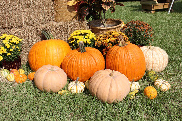 GreenbladeOne's tweet photo. Happy Thanksgiving! May your day be bountiful and you have numerous blessings to count.
#thanksgiving #bountiful https://t.co/lIci1WOZsG