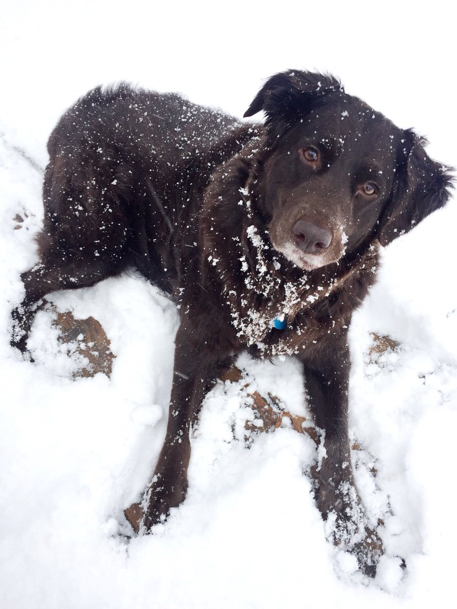 ayceesquared's tweet photo. My Lilou girl is the sweetest, most caring dog. I am so thankful for her loyal companionship! #DogThanking @Purina https://t.co/XIKEFRghlc