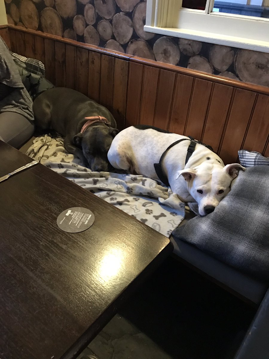 Victoriainnsalc's tweet image. Look at these 2 beauties in the Vic today! @HearingDogs @DogsInPubs @BIIandBIIAB #salcombe @Sloanjp