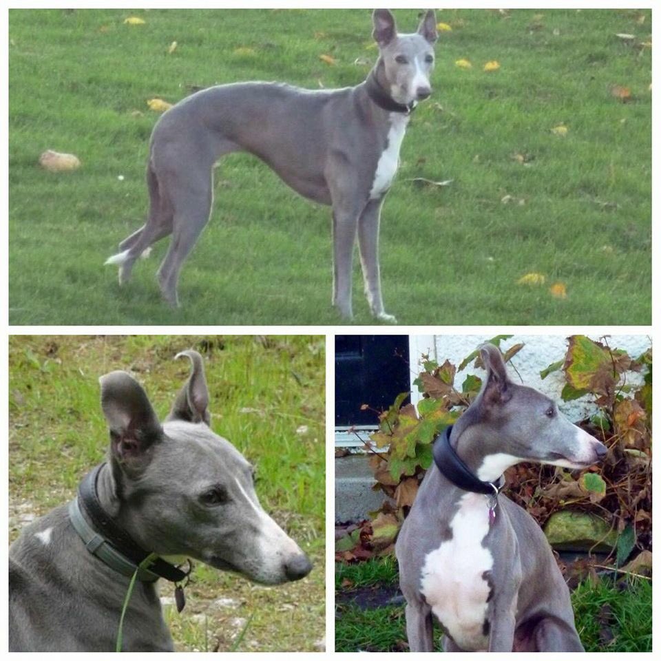 💔 Please RT #MissingTwoYears #FindTopesy #MissingDog #Tresarrett #Blisland #Cornwall 24.11.14 #scanme <a href="/FindTopesy/">Find Topesy</a> 💔