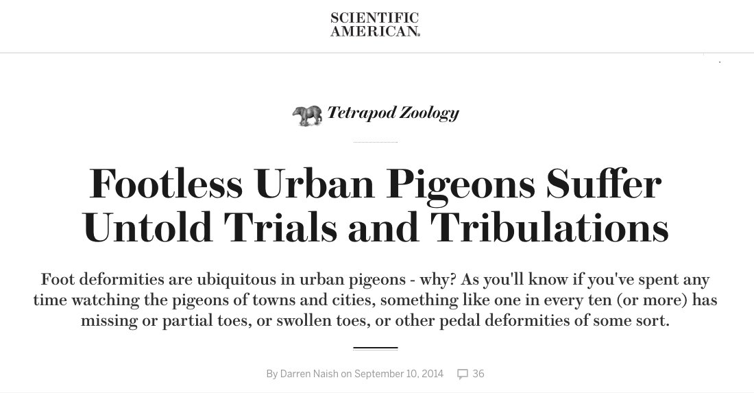 a_london_pigeon's tweet photo. Blog by Darren Naish @TetZoo
'.. birds use their feet to reach parts they can’t get to with the bill’ #goodshortread
https://t.co/bkd2BoqJRR https://t.co/QIF78TRwpw