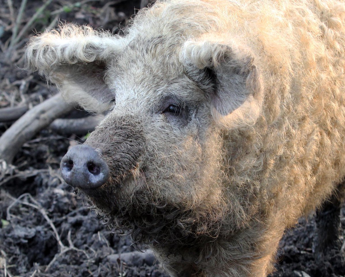 agrotendencia's tweet photo. Parece #oveja pero no lo es – Conozca al #cerdo #lanudo de Hungría.  https://t.co/d0hPMib06N https://t.co/qK5cc51HH7