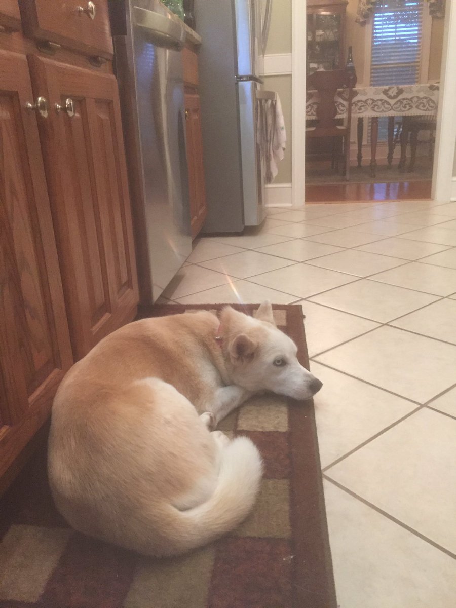 DallasStenhouse's tweet photo. Just hanging in the kitchen waiting for the food to hit the floor. Happy thanksgiving everyone https://t.co/kJWw4iKRyw