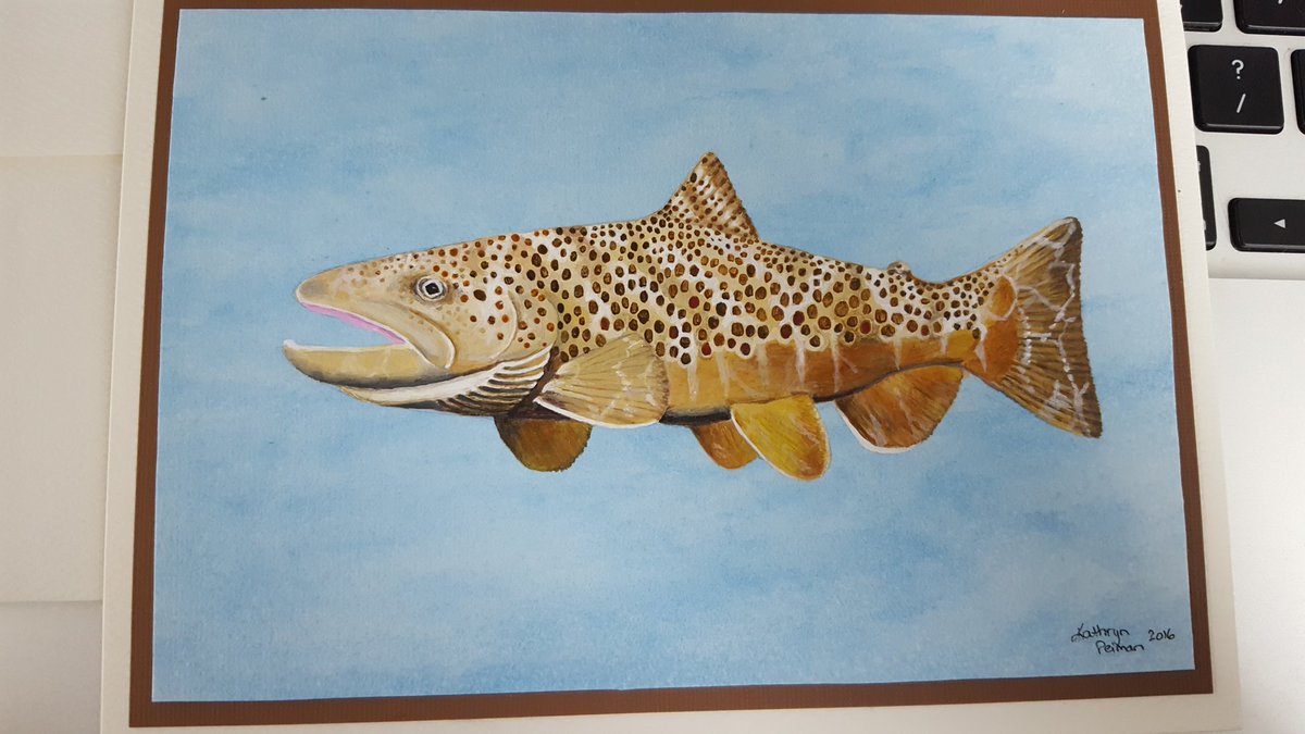 kbg_conserv's tweet photo. most amazing congrats card w/ hand-painted brown trout rendition by Kathryn Peiman @SJC_fishy #browntrout #fishyscience #spoiled https://t.co/ZA9tye7j8R