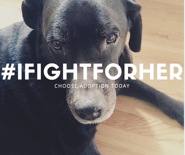beckyahartman's tweet photo. Today and every day, I am thankful for the opportunity to support animal rights and protect the lives of our innocent pets. #IFightForHer https://t.co/CWEEMyVt11