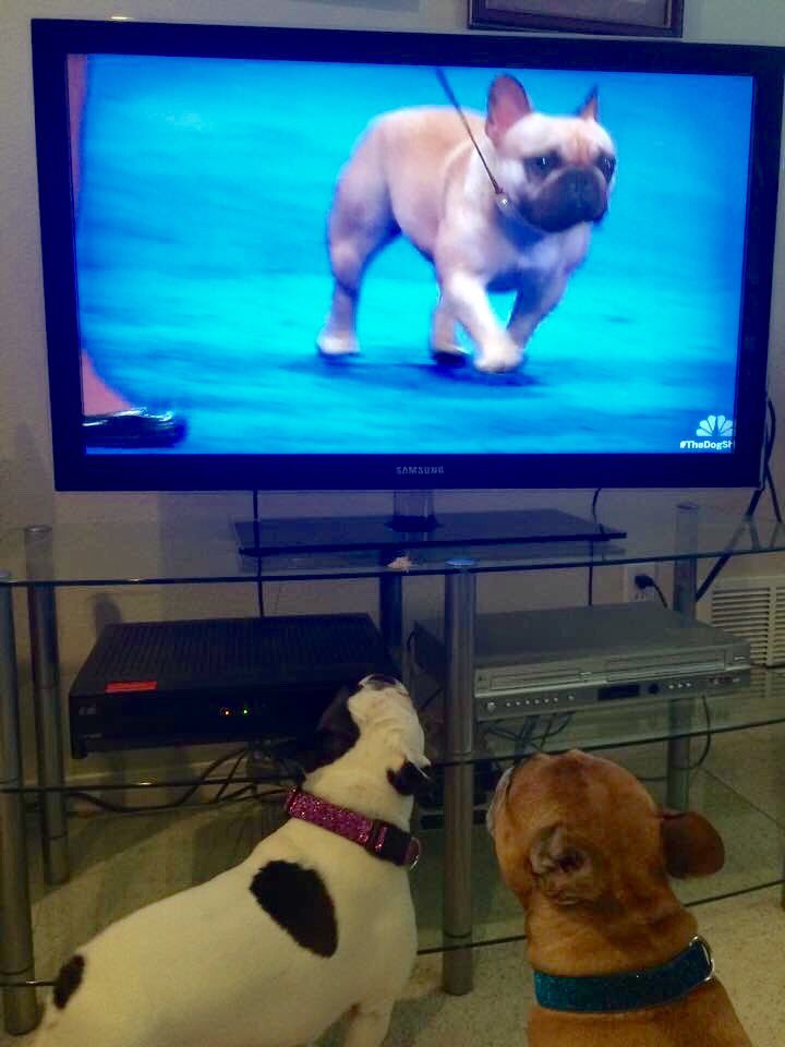 taylorgarrett's tweet photo. Jack &amp; Jill rooting for the frienchie at the National Dog Show! Our annual Thanksgiving tradition! #nationaldogshow @TheNatlDogShow https://t.co/5qFsnqff87