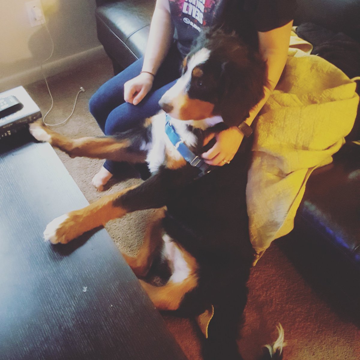 nromanova122's tweet photo. The @TheNatlDogShow  is on!
#bernesemountaindog #dogsoftwitter  #macetheberner #thanksgivingtradition #thenatldogshow https://t.co/d9X5ux6ZYk