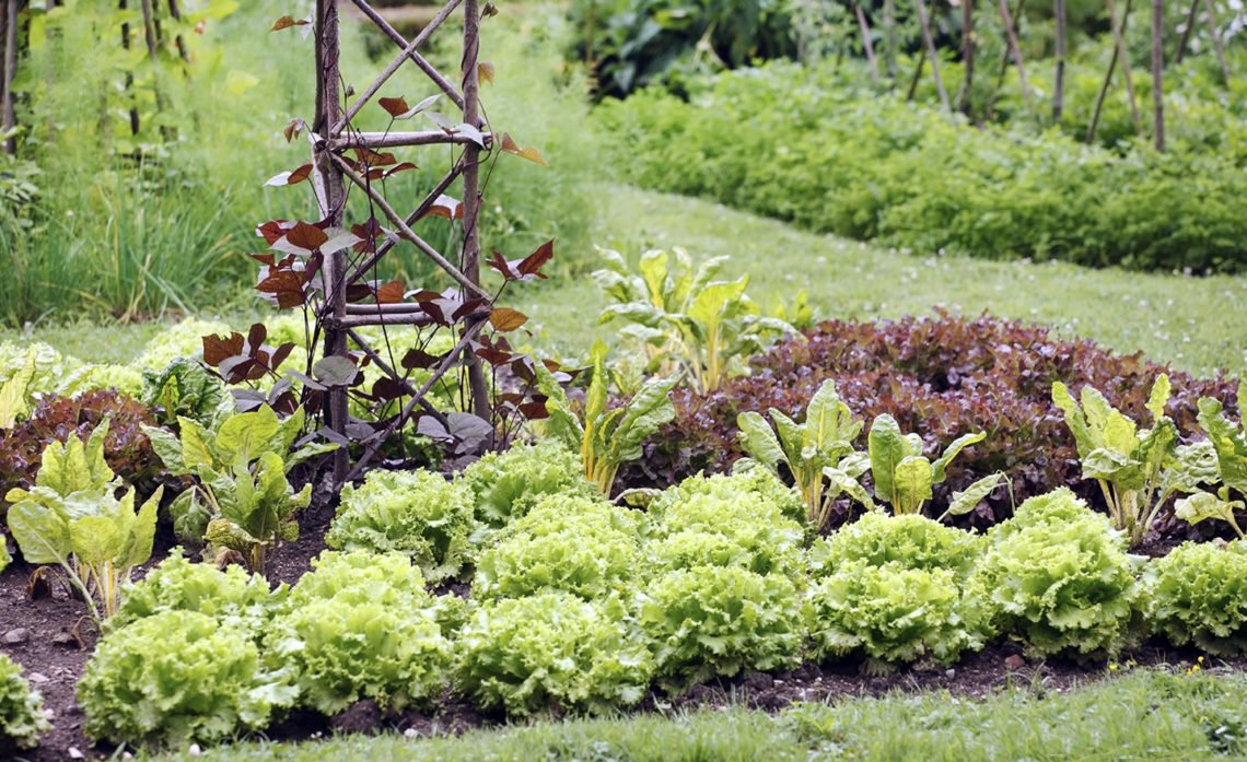 Starten met een moestuin? Ik somde 5 beginnersfouten op, nu op de blog! :)
angelodorny.be/5-beginnersfou… #moestuin #tuinieren #tip