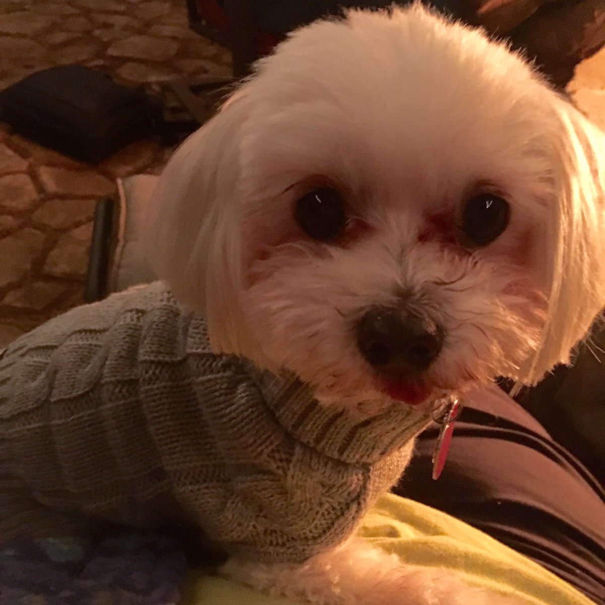 Princess saved from a puppy mill and my best cuddle buddy #DogThanking