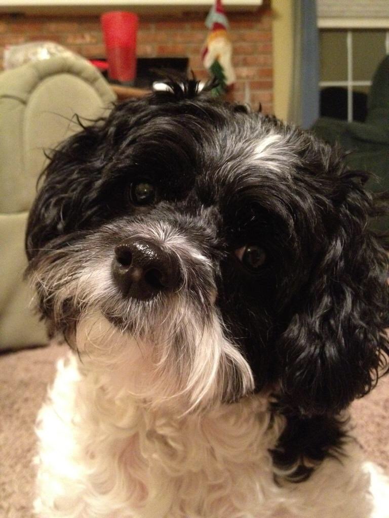 gerber6's tweet photo. Thankful for our sweet Chloe @Purina! #DogThanking https://t.co/R91Mt6uv2F