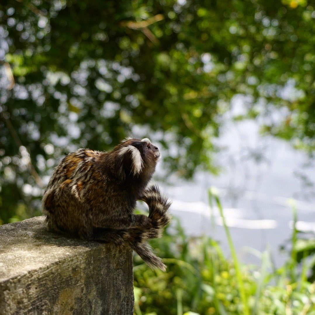 IntrepidEscape's tweet photo. Just a Marmoset chilling at the top of Sugar Loaf!

I flew direct to Sau Paulo, Brazil 🇧🇷 with @LATAMAirlines 

#NextStopLatinAmerica 😎 https://t.co/J6164bSnt0